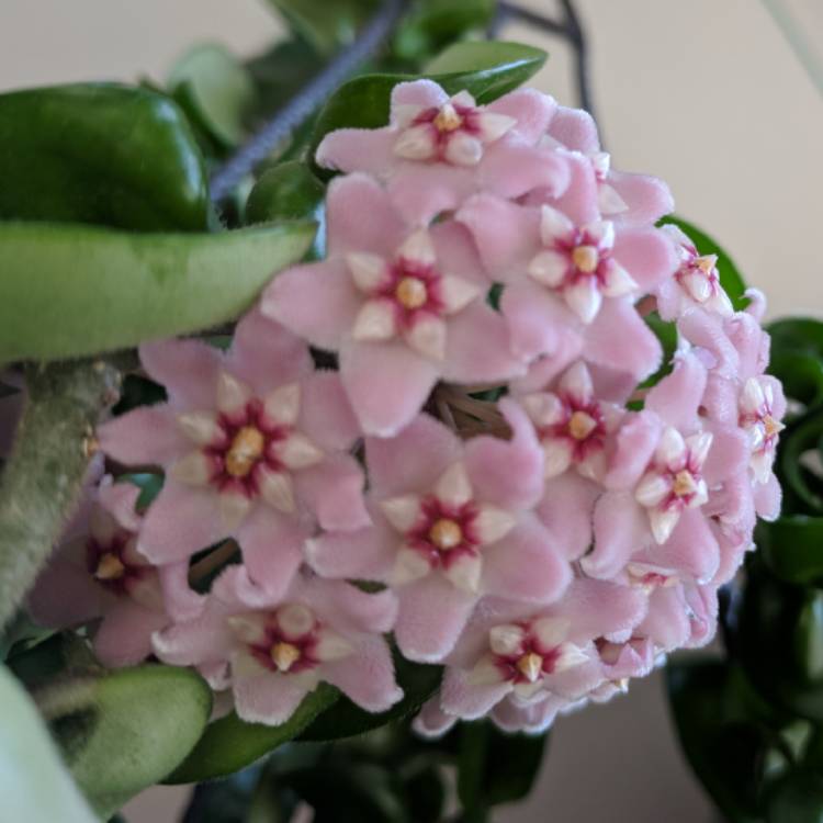 plant image 749313 plant image 749313
