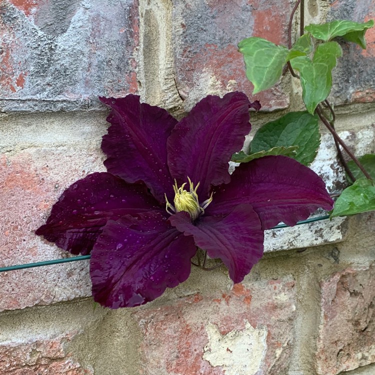Plant image Clematis Jackmanii Purpurea 'Zojapur'