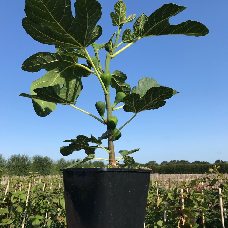 plant image 1186695