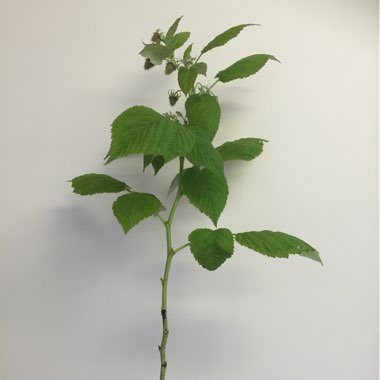 Rubus idaeus 'Little Red Princess'