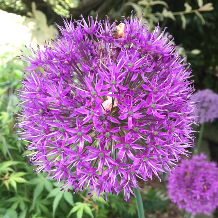 plant image 432269