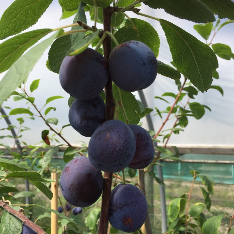 Plant image Prunus insititia 'Merryweather'