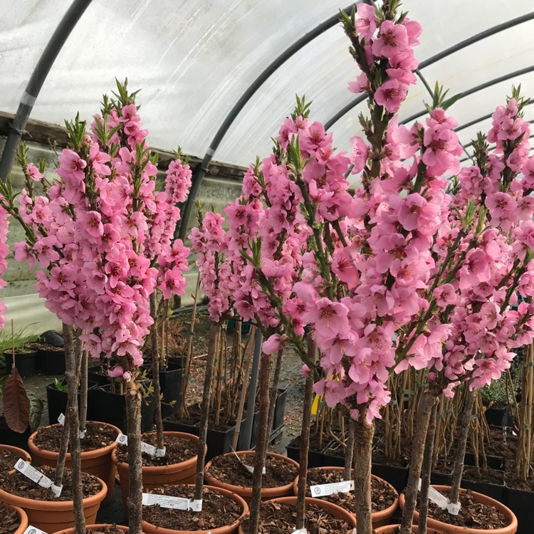 plant image 648888