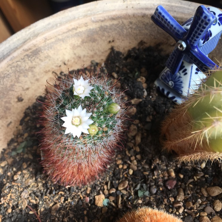 Plant image Mammillaria spinosissima f. rubrispina