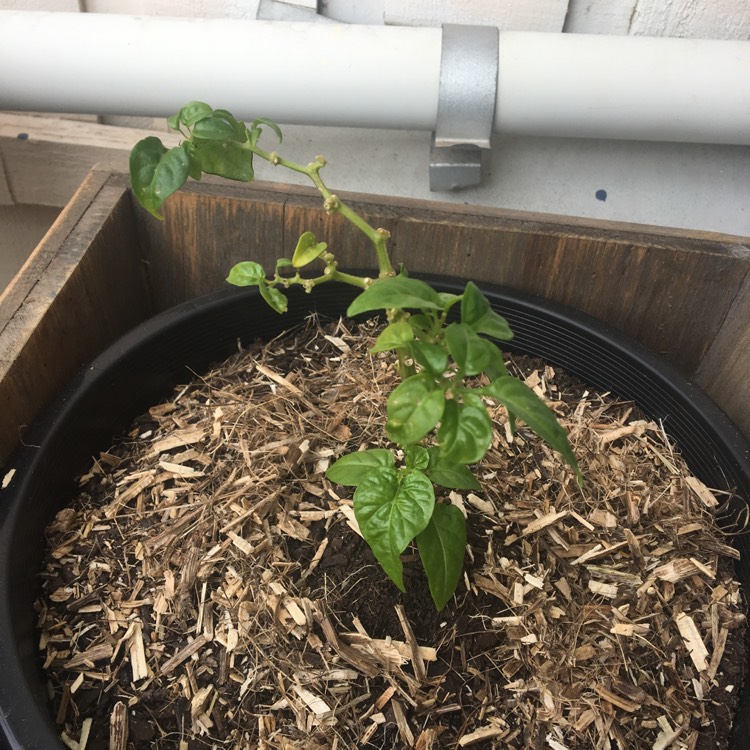 Plant image Capsicum chinense 'Habanero Orange'