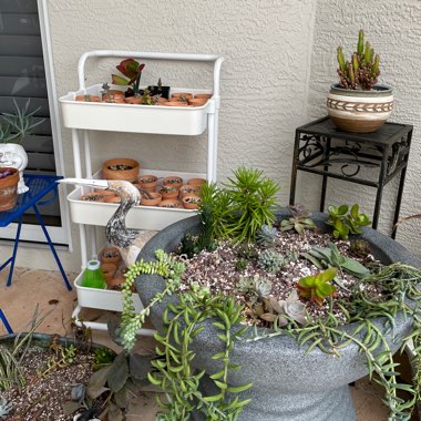 Becky's garden