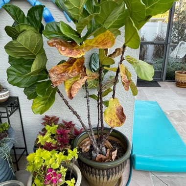 Becky's garden