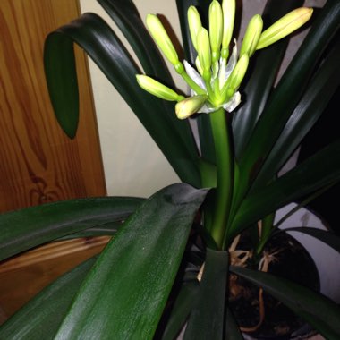 Clivia