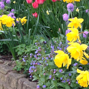 Susan's garden