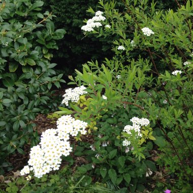 Susan's garden