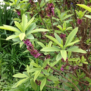 Susan's garden
