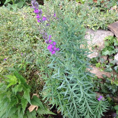 Susan's garden