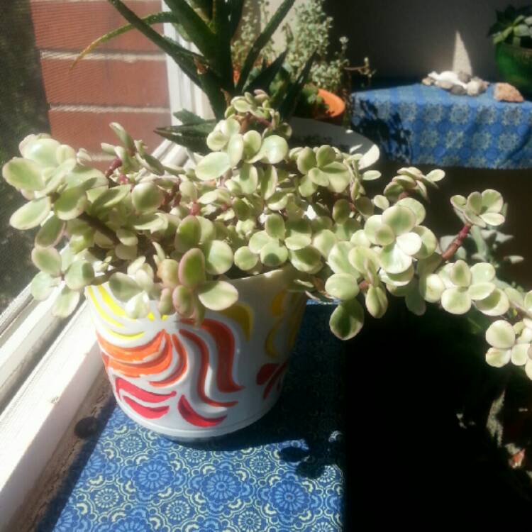plant image 214773