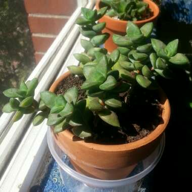 Crassula Rupestris 'Bride's Bouquet'