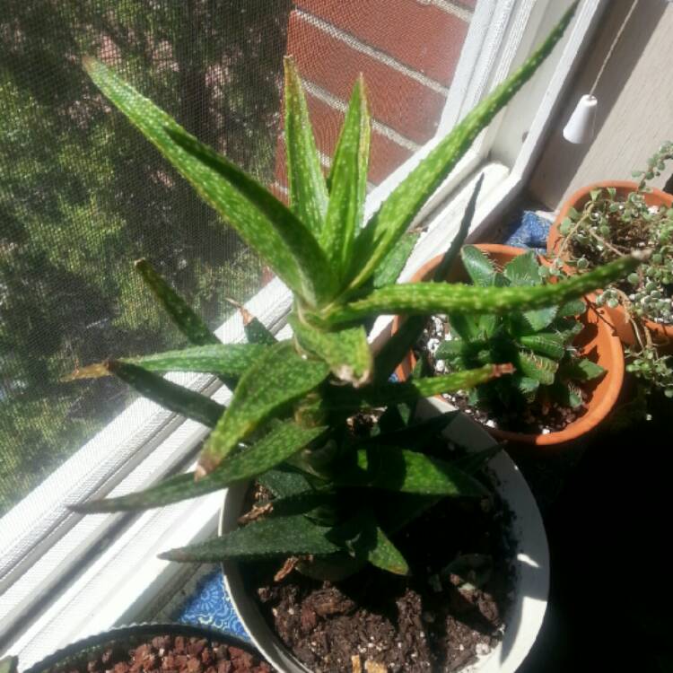 plant image 214993