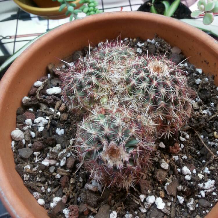 Plant image Ferocactus cylindraceus