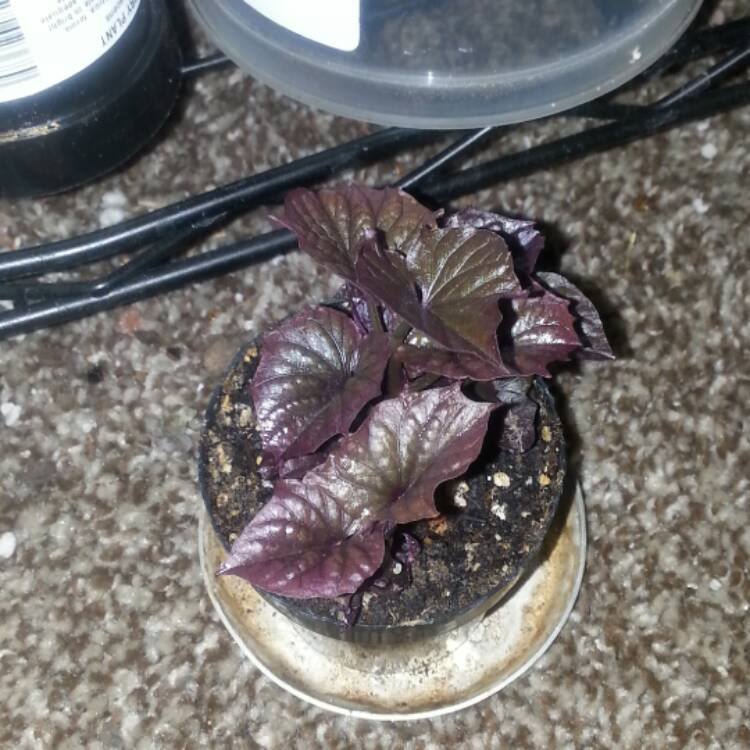 plant image 530606