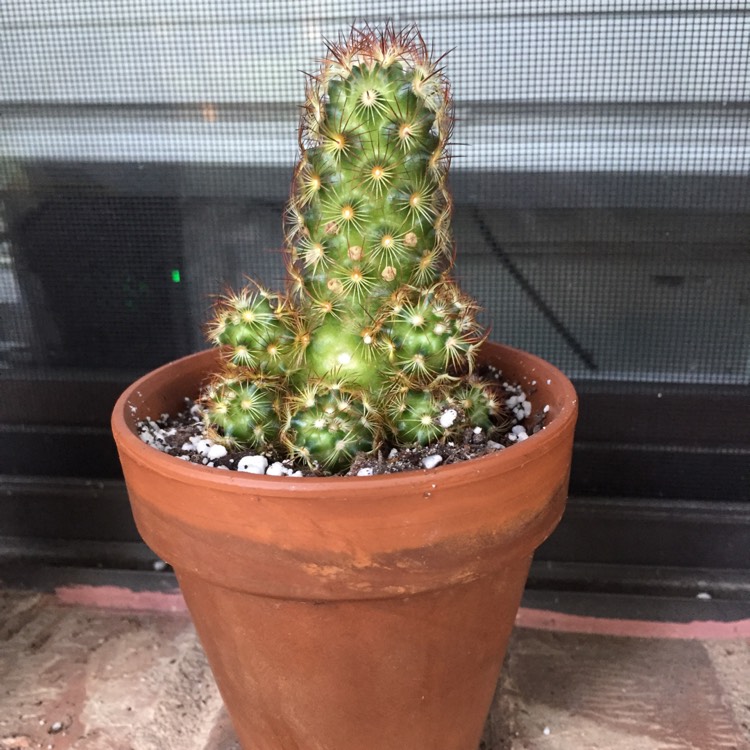 Plant image Mammillaria elongata 'Copper King'
