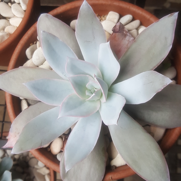 plant image 1060119