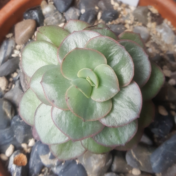 plant image 1060130