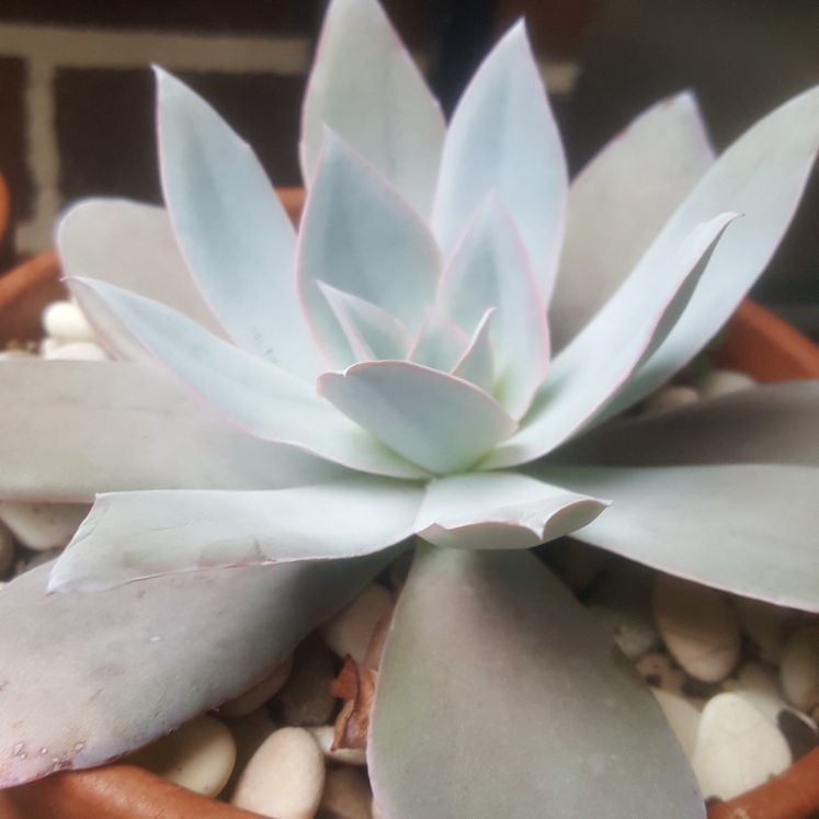 plant image 1060131