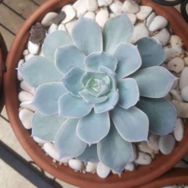 Echeveria Desmetiana v. Subsesslis