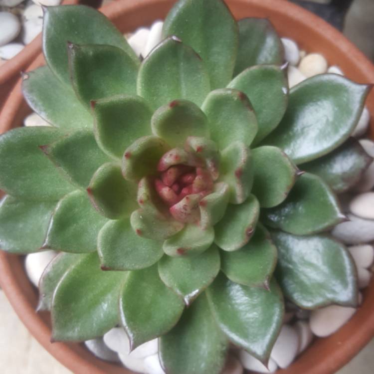 plant image 1060706 plant image 1060706