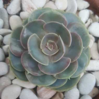 Echeveria Perle Von Nurnberg