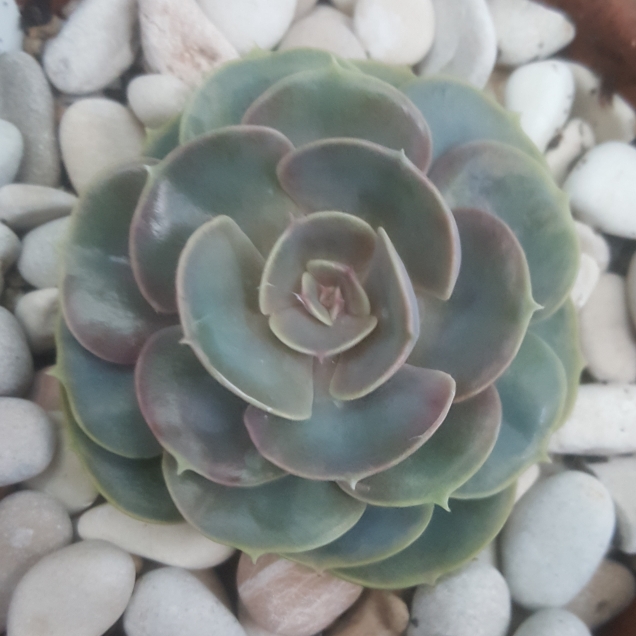 plant image 1062663 plant image 1062663