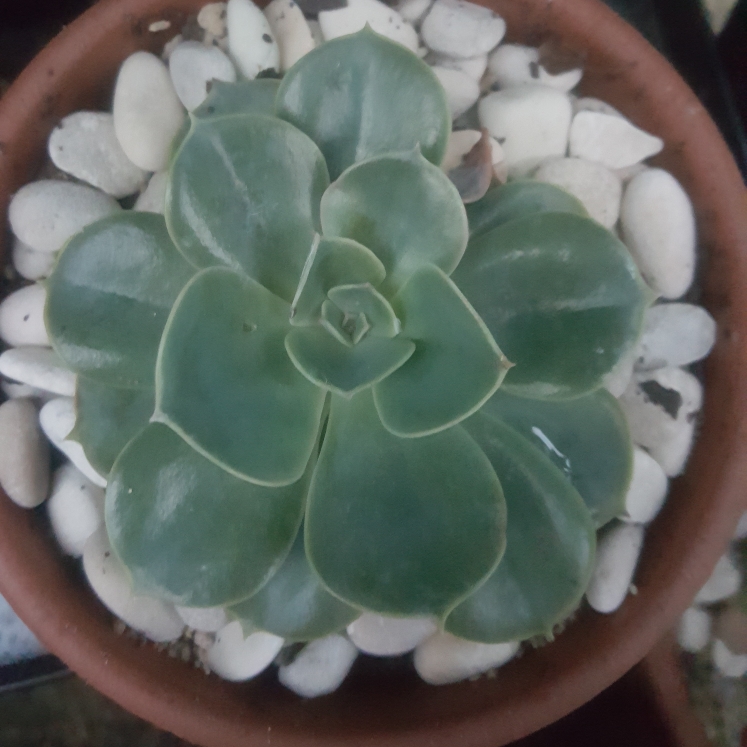 plant image 1062763 plant image 1062763