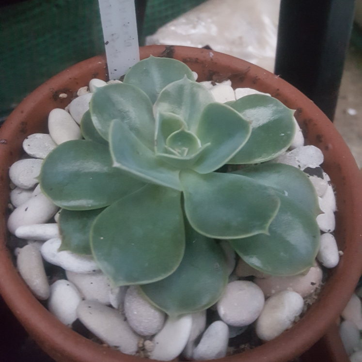 plant image 1062769 plant image 1062769