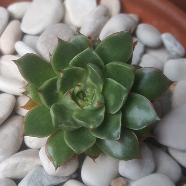 plant image 1062816 plant image 1062816