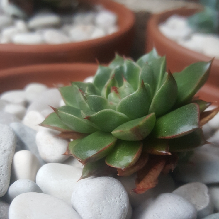 plant image 1062817 plant image 1062817