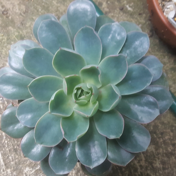 plant image 1066188 plant image 1066188