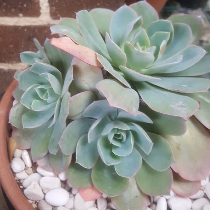 plant image 1066511