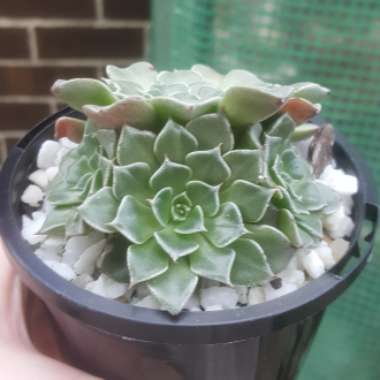 Tacitus Bellus syn.Graptopetalum Bellum