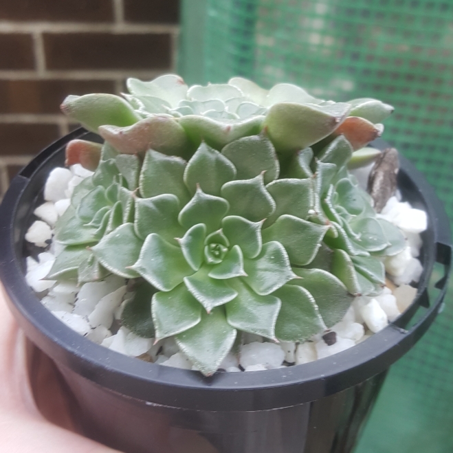 Plant image Tacitus Bellus syn.Graptopetalum Bellum