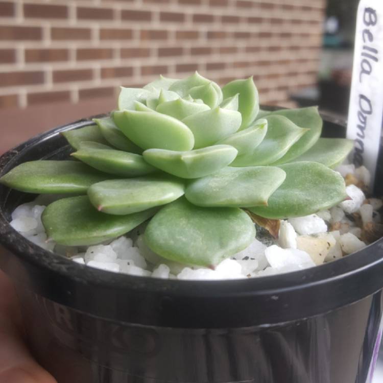 Plant image Echeveria Bella Donna