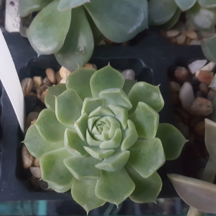 plant image 1072435 plant image 1072435