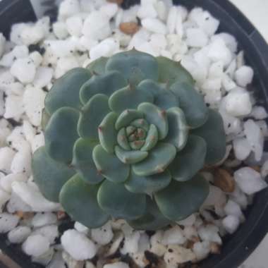 Echeveria Minima White Form