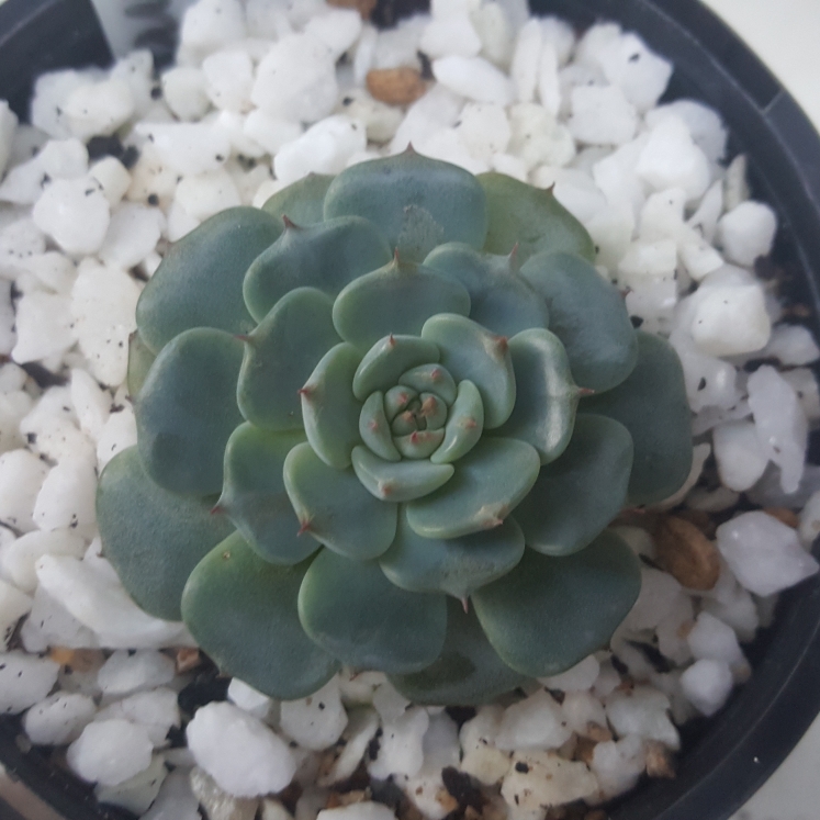 plant image 1072457