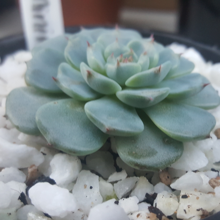 plant image 1072458