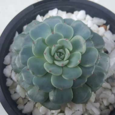 Echeveria Minima White Form