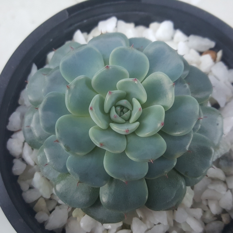 plant image 1072460