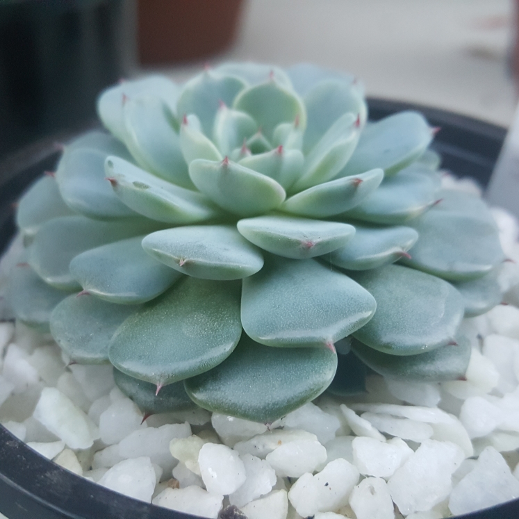 Plant image Echeveria Minima White Form