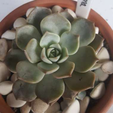 Echeveria Paloma
