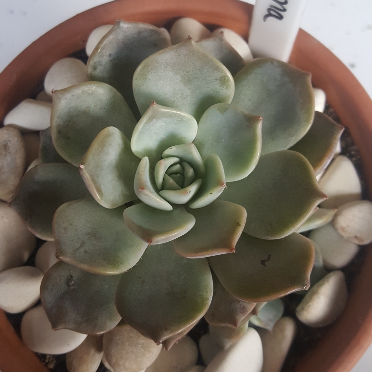 plant image 1072934
