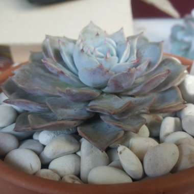 Echeveria Lilac Pearl