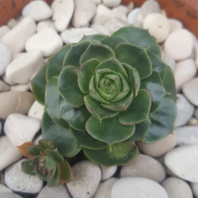 plant image 1079271 plant image 1079271