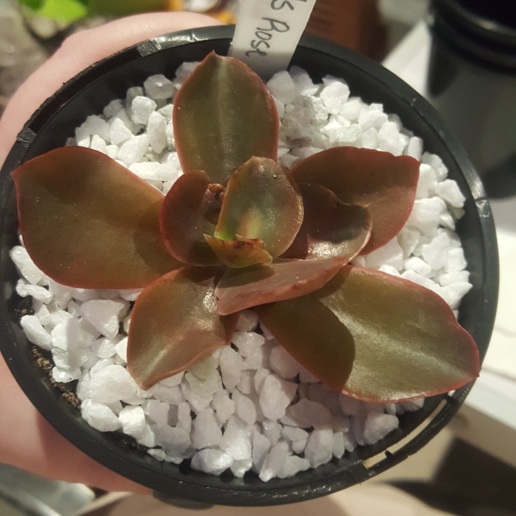 plant image 1083815